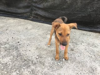 Jumpy - Mixed Breed Dog