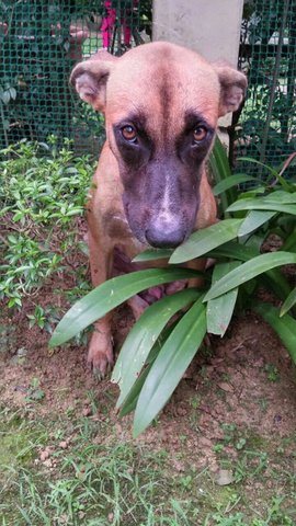 Koresh - Mixed Breed Dog