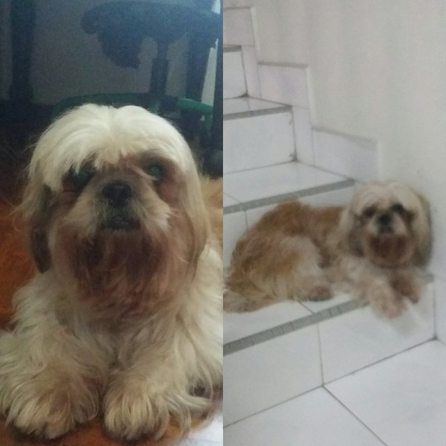 Barong - Shih Tzu Dog