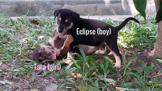 Eclipse,bruno,jetta,tara,molly,chak - Mixed Breed Dog