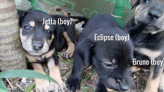 Eclipse,bruno,jetta,tara,molly,chak - Mixed Breed Dog