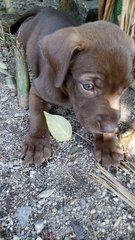 Eclipse,bruno,jetta,tara,molly,chak - Mixed Breed Dog