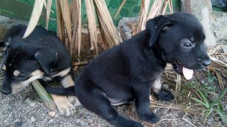 Eclipse,bruno,jetta,tara,molly,chak - Mixed Breed Dog