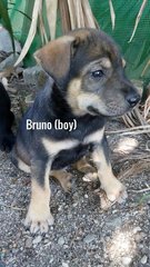 Eclipse,bruno,jetta,tara,molly,chak - Mixed Breed Dog