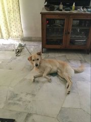 Bowie - Golden Retriever Mix Dog