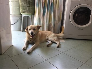 Bowie - Golden Retriever Mix Dog