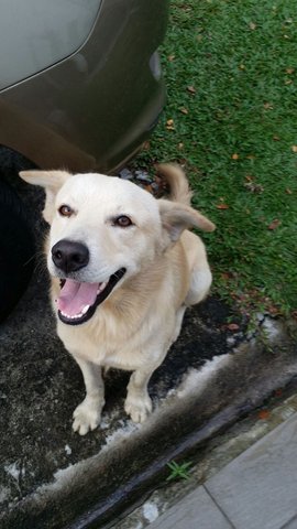 Bowie - Golden Retriever Mix Dog