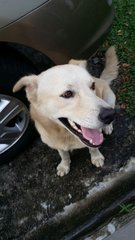 Bowie - Golden Retriever Mix Dog