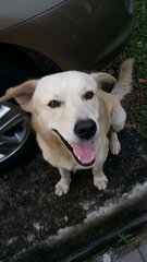 Bowie - Golden Retriever Mix Dog