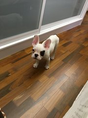 Zuzu - French Bulldog Dog