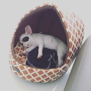 Zuzu - French Bulldog Dog