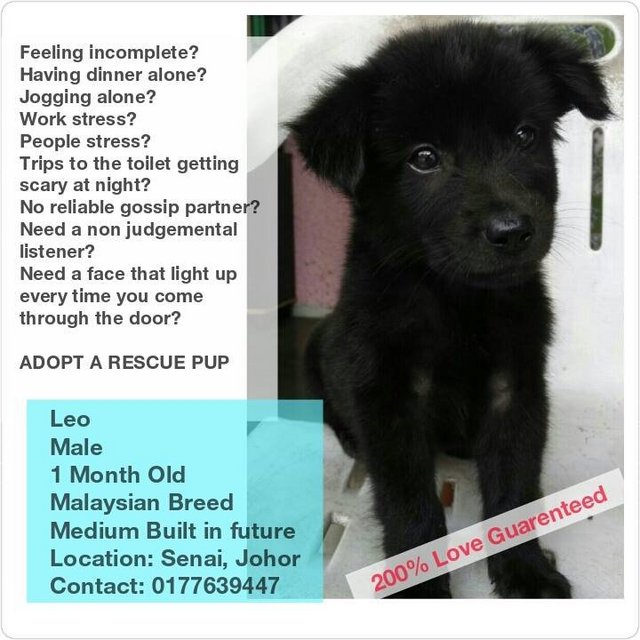 Leo - Mixed Breed Dog