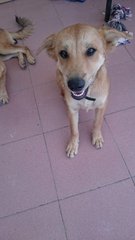 Qi Qi - Mixed Breed Dog