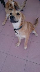 Qi Qi - Mixed Breed Dog