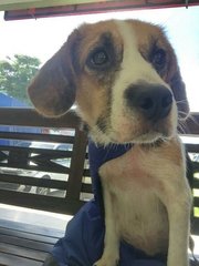 Cobby - Beagle Dog