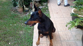 Issac - Doberman Pinscher Dog