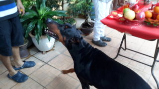 Issac - Doberman Pinscher Dog