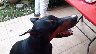 Issac - Doberman Pinscher Dog