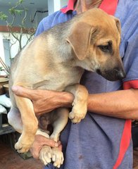 Roni Boy - Belgian Shepherd Malinois Mix Dog