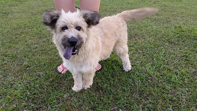 Lara - Cairn Terrier Dog