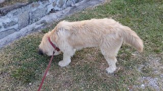 Lara - Cairn Terrier Dog