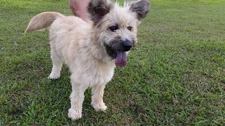 Lara - Cairn Terrier Dog