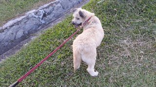 Lara - Cairn Terrier Dog