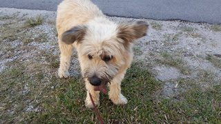 Lara - Cairn Terrier Dog