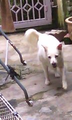 Xie Er - Spitz Mix Dog