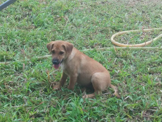 Mahsa University Puppies - Mixed Breed Dog