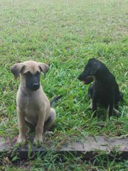 A mix of black and cream...like marble cakes. Both female dogs.