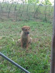 A calm brown dog. Female.