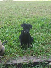 Friendly black female puppy. She likes everyone :)