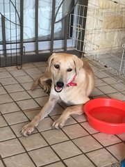 Gentle Jill - Labrador Retriever Mix Dog