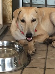 Gentle Jill - Labrador Retriever Mix Dog