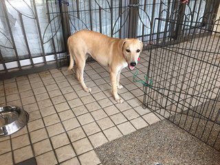 Gentle Jill - Labrador Retriever Mix Dog