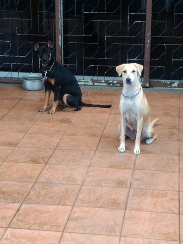 Gentle Jill - Labrador Retriever Mix Dog