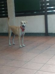 Gentle Jill - Labrador Retriever Mix Dog