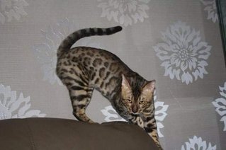 Chester(Retired Male Bengal) - Bengal Cat