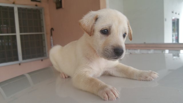 All Puppies Already Been Adopted. - Mixed Breed Dog