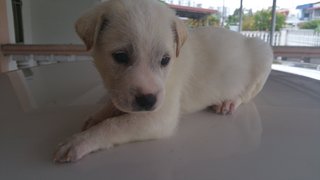 All Puppies Already Been Adopted. - Mixed Breed Dog