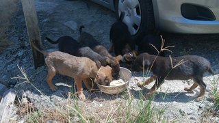 Group of homeless puppies having their lunch.......