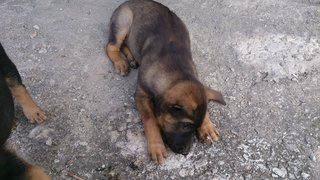 Beno - Male puppy