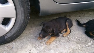 Erin - Female puppy ***Died***