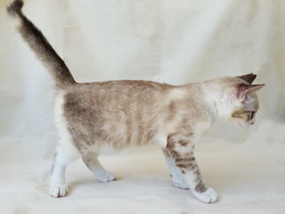 Cottie - Domestic Short Hair Cat