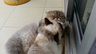 Bao Bao&amp;bei Bei - Persian + Siamese Cat