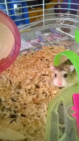 Hammie - Roborovsky's Hamster Hamster