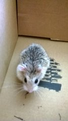 Hammie in a shoebox 1