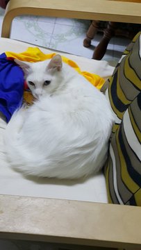 Mimie - Turkish Angora + Domestic Long Hair Cat