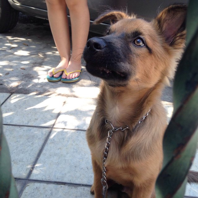 Capt. Manja - German Shepherd Dog Mix Dog